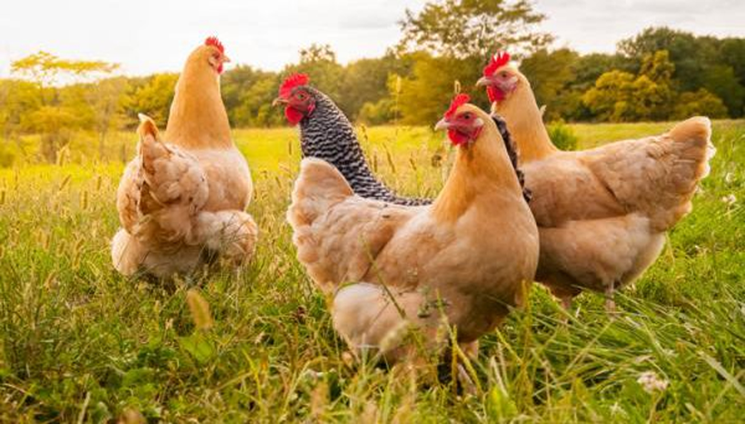 piel-de-gallina-caida-del-pelo