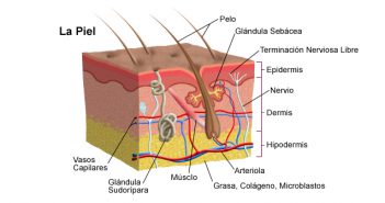 Piel, pelos y cabellos. Funciones biológicas