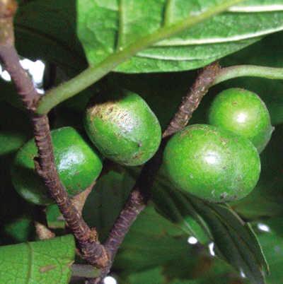 pygeum-africanum
