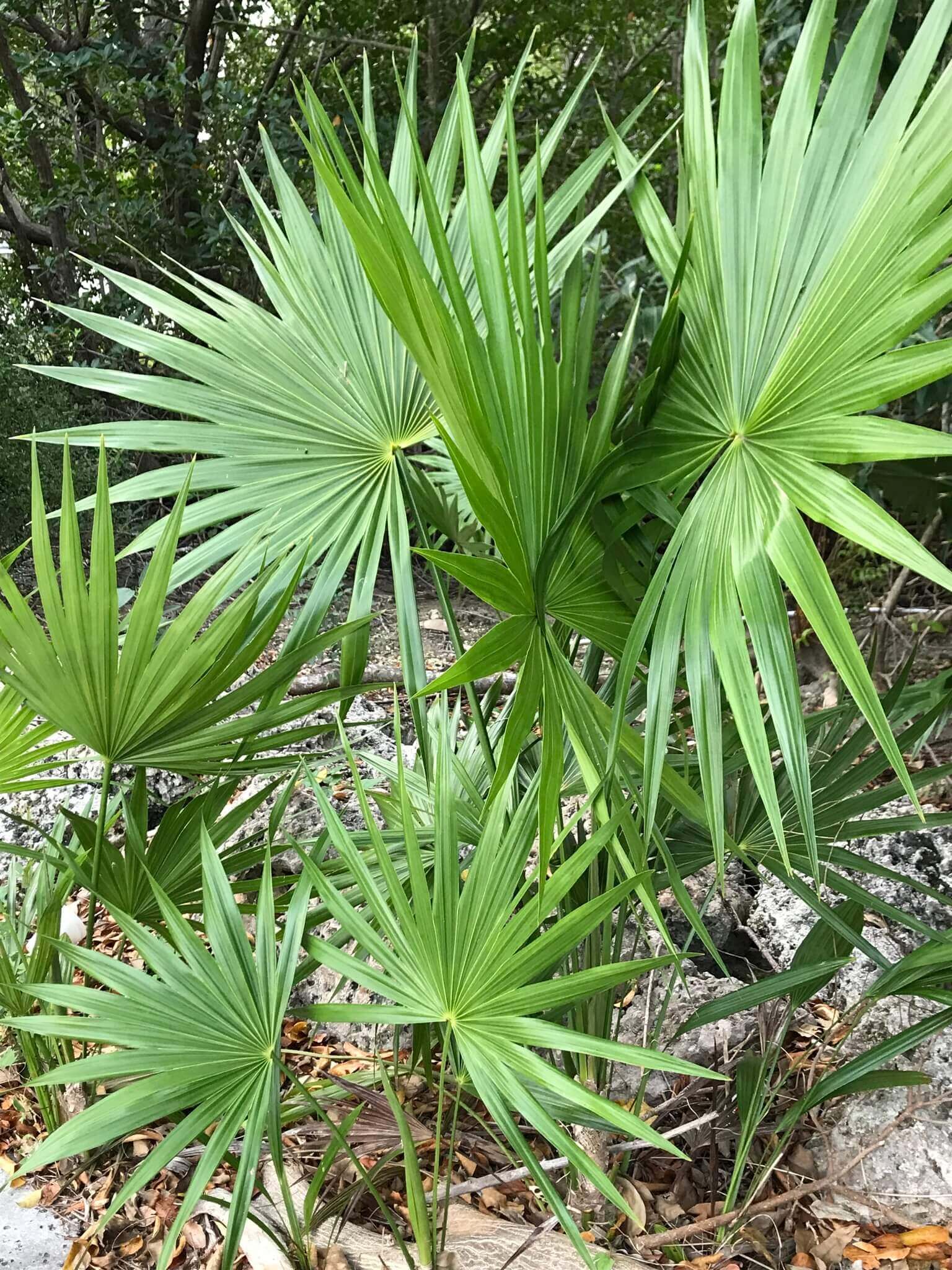original-specimen-serenoa-saw-palmetto