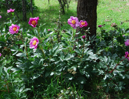 La Paeonia: ¿Un remedio natural contra la calvicie?