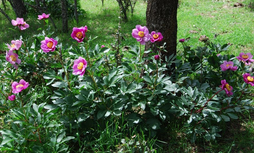 Paeonia remedio natural para la calvicie